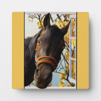 Neugieriges Pferd durch das Küchenfenster schauen