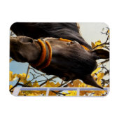 Neugieriges Pferd durch das Küchenfenster schauen Magnet (Horizontal)