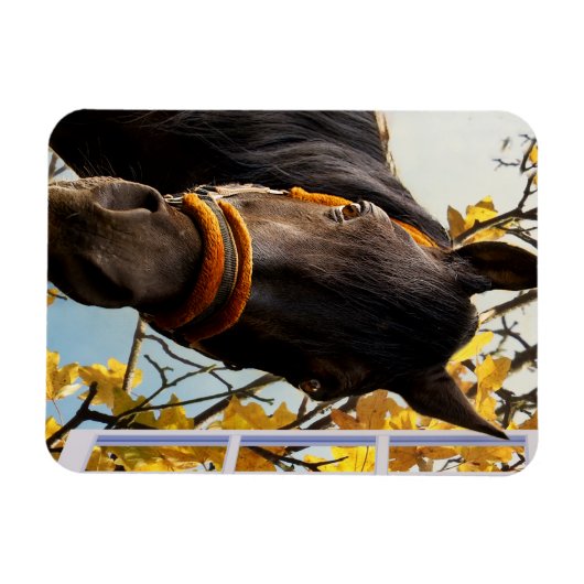 Neugieriges Pferd durch das Küchenfenster schauen Magnet (Horizontal)