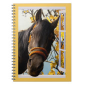 Neugieriges Pferd durch das Küchenfenster schauen Notizblock (Vorderseite)