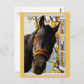 Neugieriges Pferd durch ein Küchenfenster schauen Postkarte (Vorne/Hinten)