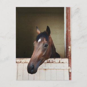 Neugieriges Pferd im Stall Rustikale Reitpostkarte Feiertagspostkarte
