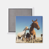 Neugieriges Pferd Magnet (Vorderseite/Rückseite)