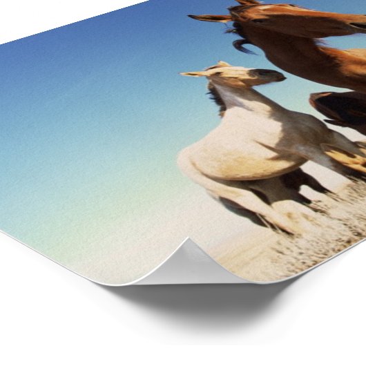 Neugieriges Pferd Poster (Ecke)