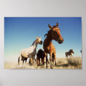 Neugieriges Pferd Poster (Vorne)