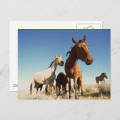 Neugieriges Pferd Postkarte (Vorne/Hinten)