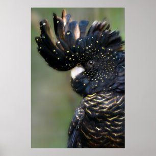 Neugieriges Schwarzes Cockatoo Poster