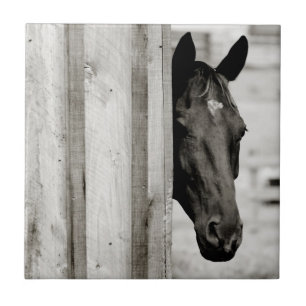 Neugieriges Schwarzes Pferd Fliese