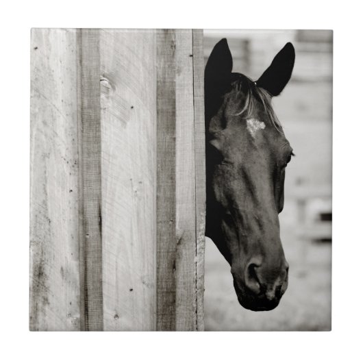 Neugieriges Schwarzes Pferd Fliese (Vorderseite)