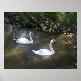 Neugieriges Swans Poster
