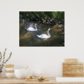 Neugieriges Swans Poster (Küche)