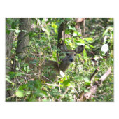 Neugieriges Whitetail Deer Foto (Vorne)