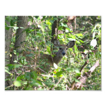 Neugieriges Whitetail Deer Foto