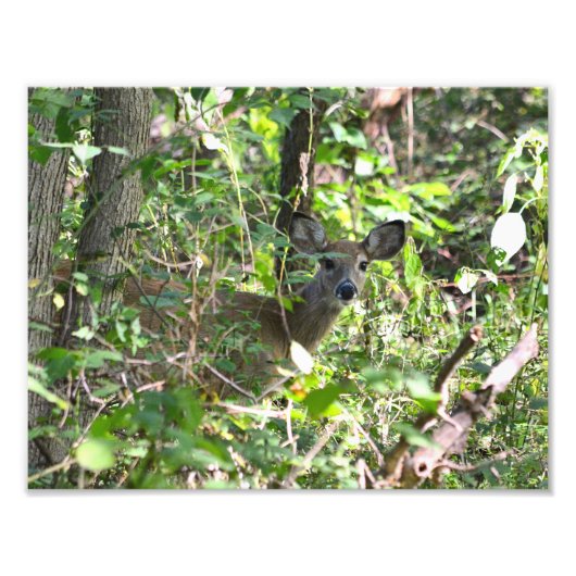 Neugieriges Whitetail Deer Foto (Vorne)