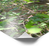 Neugieriges Whitetail Deer Foto (Ecke)