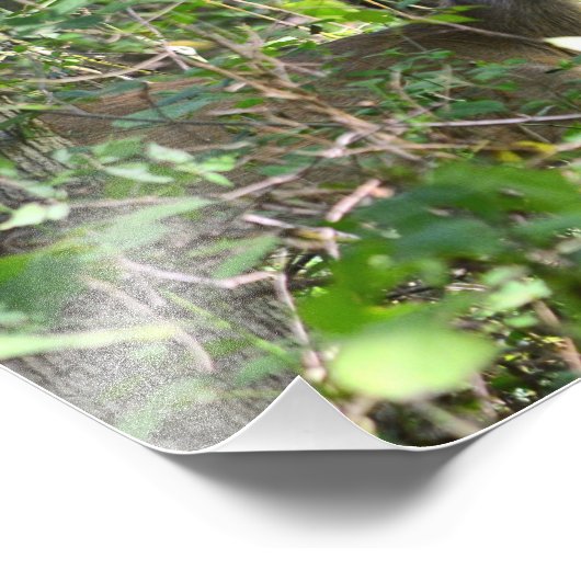 Neugieriges Whitetail Deer Foto (Ecke)