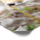 Neugieriges Young Fox Kit Poster (Ecke)
