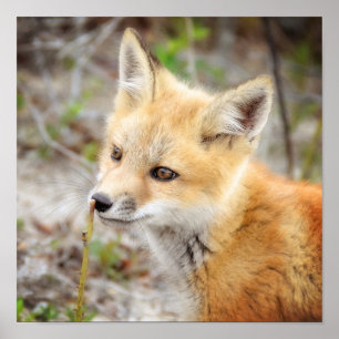 Neugieriges Young Fox Kit Poster