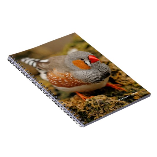Neugieriges Zebra Finch auf den Felsen Notizblock (Rechte Seite)