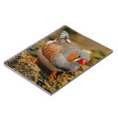 Neugieriges Zebra Finch auf den Felsen Notizblock (Linke Seite)