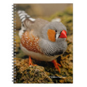Neugieriges Zebra Finch auf den Felsen Notizblock (Vorderseite)