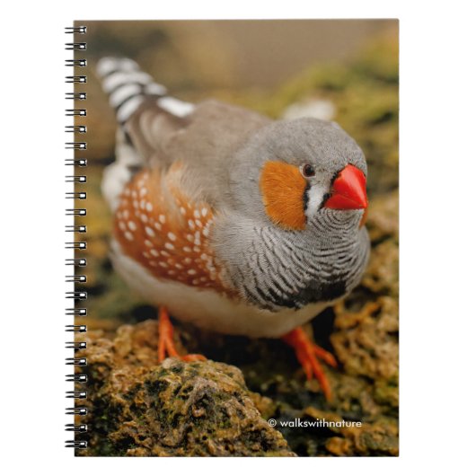 Neugieriges Zebra Finch auf den Felsen Notizblock (Vorderseite)