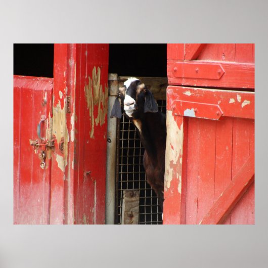 Neugieriges Ziegenposter Poster (Vorne)