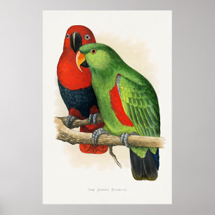 Neuguinea-Eclectus, Papageien, Poster