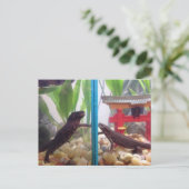 Neuigkeiten kommen raus postkarte (Stehend Vorderseite)