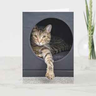 Neujahrsvorsatz der getigerten Katze Karte