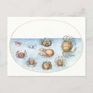 Neun Krebse Vintage Illustration Postkarte