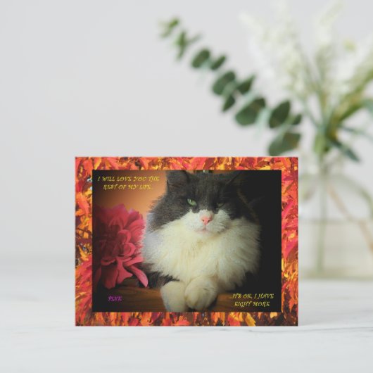 Neun leben Kätzchen mit Fallblatt-Grenze Postkarte (Stehend Vorderseite)