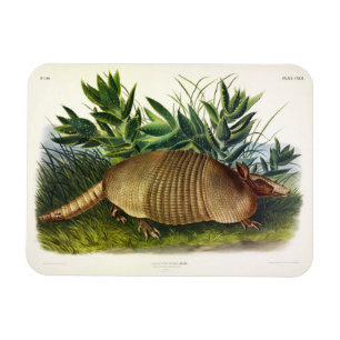 Neunbanded, Armadillo mit langer Nase von Audubon Magnet