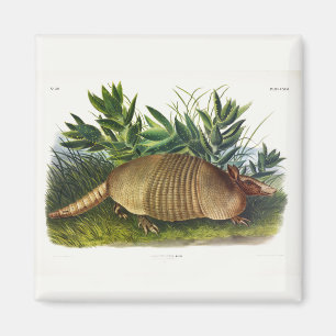 Neunbanded, Armadillo mit langer Nase von Audubon Magnet