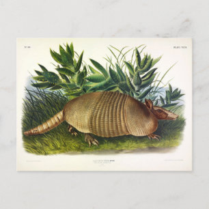 Neunbanded, Armadillo mit langer Nase von Audubon Postkarte