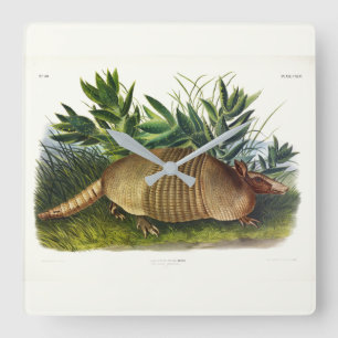 Neunbanded, Armadillo mit langer Nase von Audubon Quadratische Wanduhr