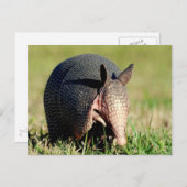 Neunbanded Armadillo Postkarte (Vorne/Hinten)