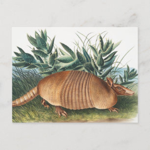 Neunbinden-Gürteltier (Dasypus Peba) Illustration Postkarte