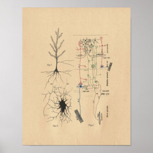 Neuron Anatomie des menschlichen Gehirns Vintag Poster