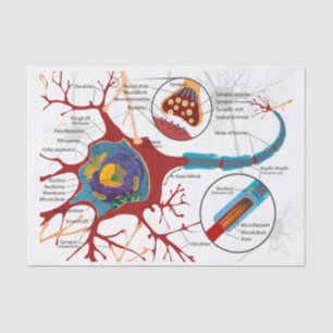Neuron-Nerv gesund Seidenpapier