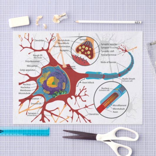 Neuron-Nerv gesund Seidenpapier (Handwerk)
