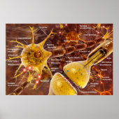 Neuron Poster (Vorne)