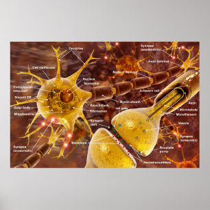 Neuron Poster