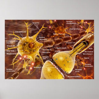 Neuron Poster