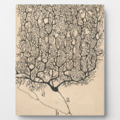 Neuron Zeichnend von Santiago Ramón Y Cajal Fotoplatte (Vorderseite)