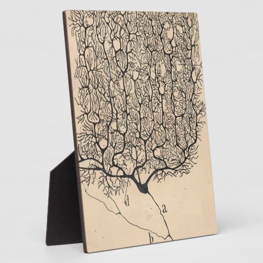 Neuron Zeichnend von Santiago Ramón Y Cajal Fotoplatte (Seite)