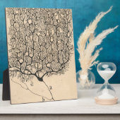 Neuron Zeichnend von Santiago Ramón Y Cajal Fotoplatte (Seite)