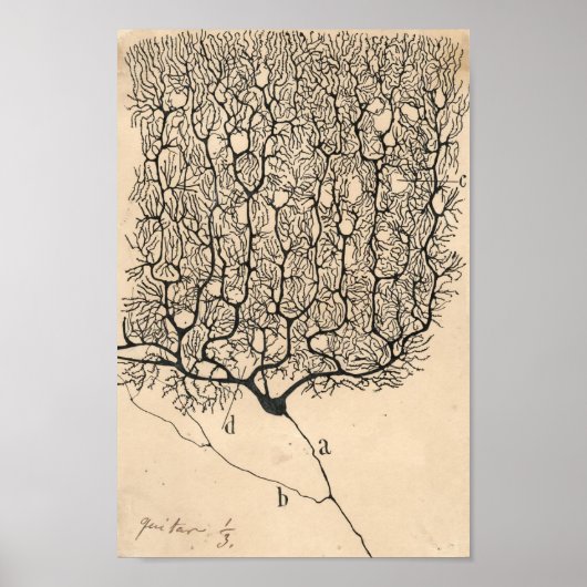 Neuron Zeichnend von Santiago Ramón Y Cajal Poster (Vorne)
