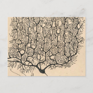 Neuron Zeichnend von Santiago Ramón Y Cajal Postkarte