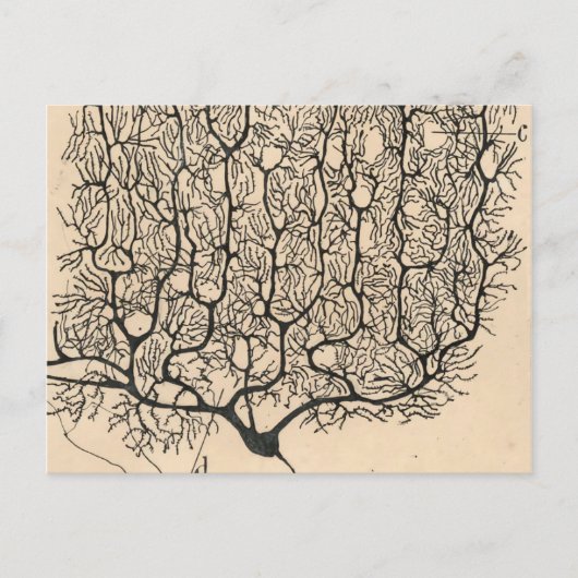 Neuron Zeichnend von Santiago Ramón Y Cajal Postkarte (Vorderseite)